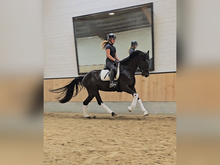 Koń hanowerski Mix Klacz 4 lat 169 cm Kara in Kempen