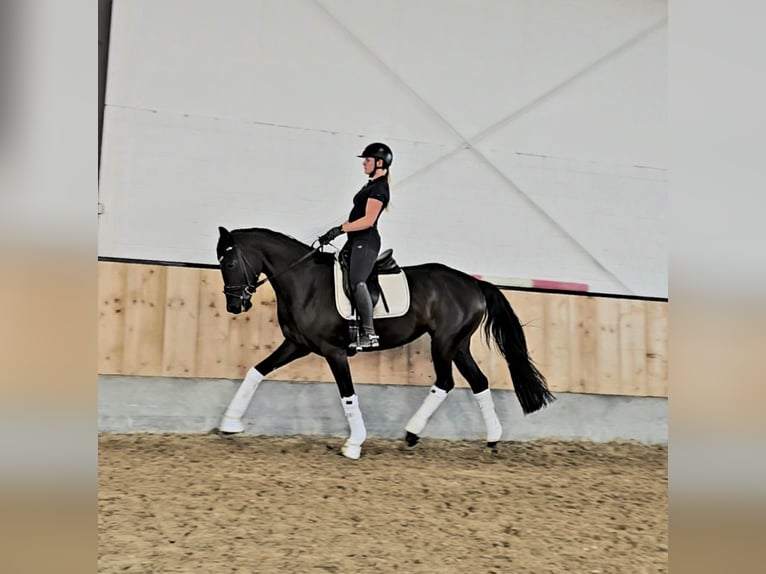 Koń hanowerski Mix Klacz 4 lat 169 cm Kara in Kempen