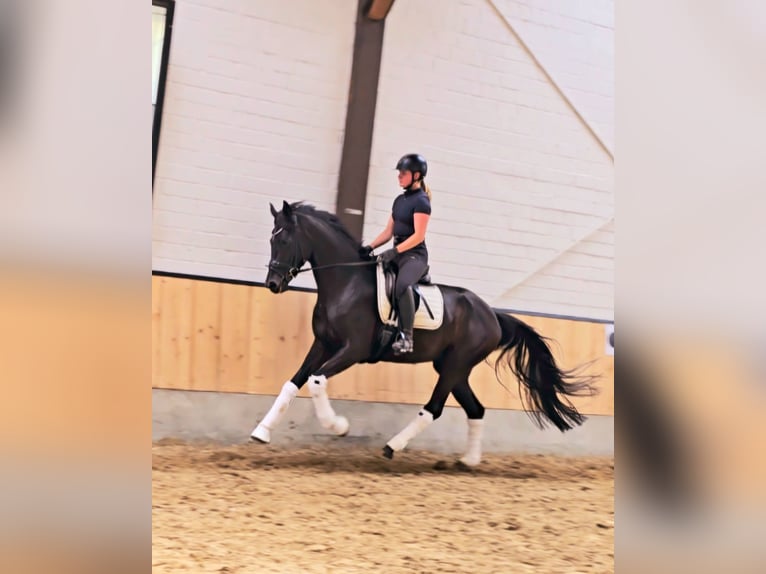 Koń hanowerski Mix Klacz 4 lat 169 cm Kara in Kempen