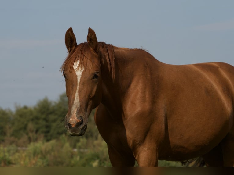 Koń hanowerski Klacz 4 lat 169 cm Kasztanowata in Stöckse