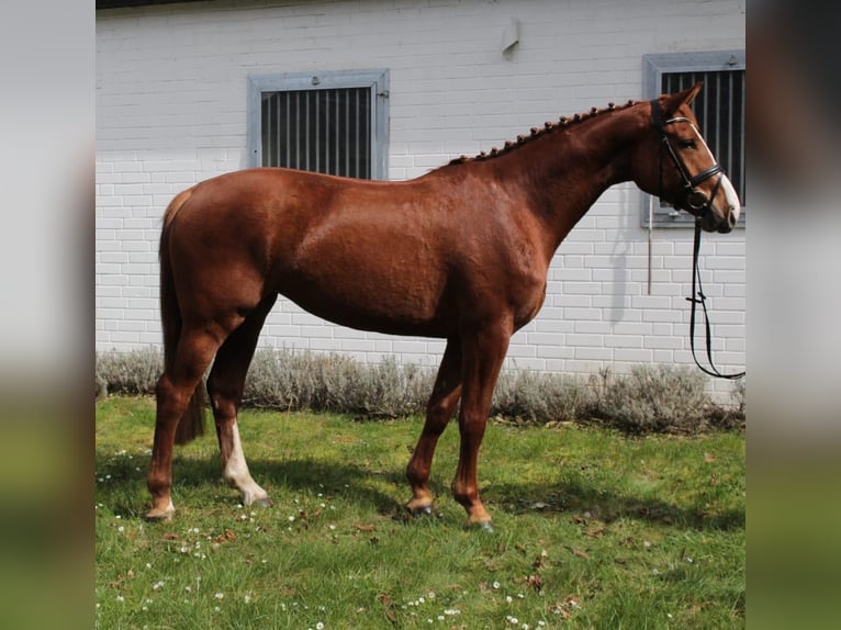 Koń hanowerski Klacz 4 lat 169 cm Kasztanowata in Lüchow