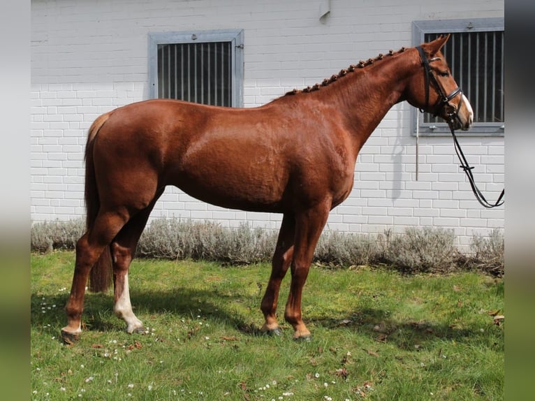 Koń hanowerski Klacz 4 lat 169 cm Kasztanowata in Lüchow