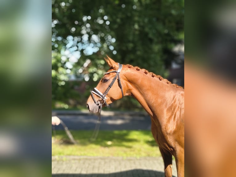 Koń hanowerski Klacz 4 lat 169 cm Kasztanowata in Fredenbeck