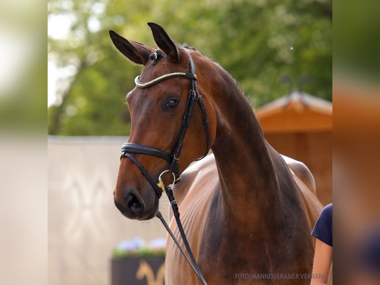 Koń hanowerski Klacz 4 lat 169 cm Siwa in Verden