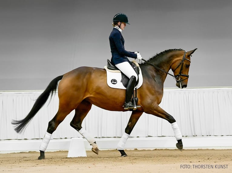Koń hanowerski Klacz 4 lat 169 cm Siwa in Verden