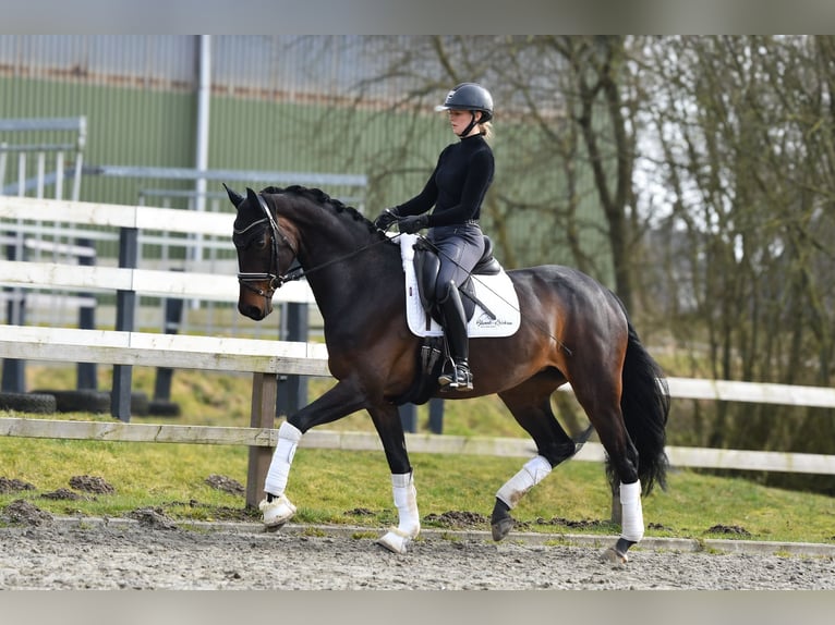Koń hanowerski Klacz 4 lat 170 cm Ciemnogniada in Freienwill