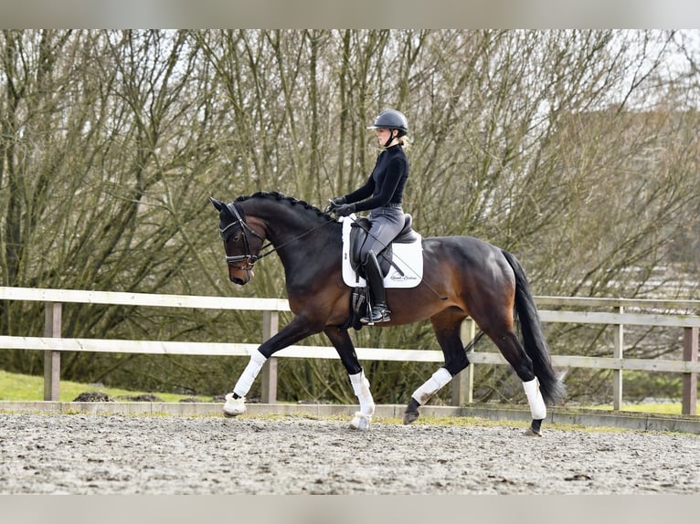 Koń hanowerski Klacz 4 lat 170 cm Ciemnogniada in Freienwill