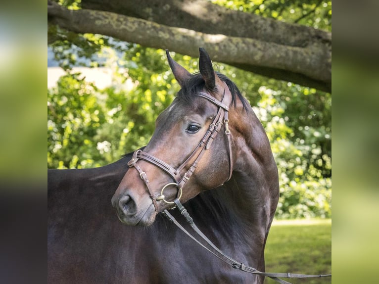 Koń hanowerski Klacz 4 lat 170 cm Ciemnogniada in Langelsheim