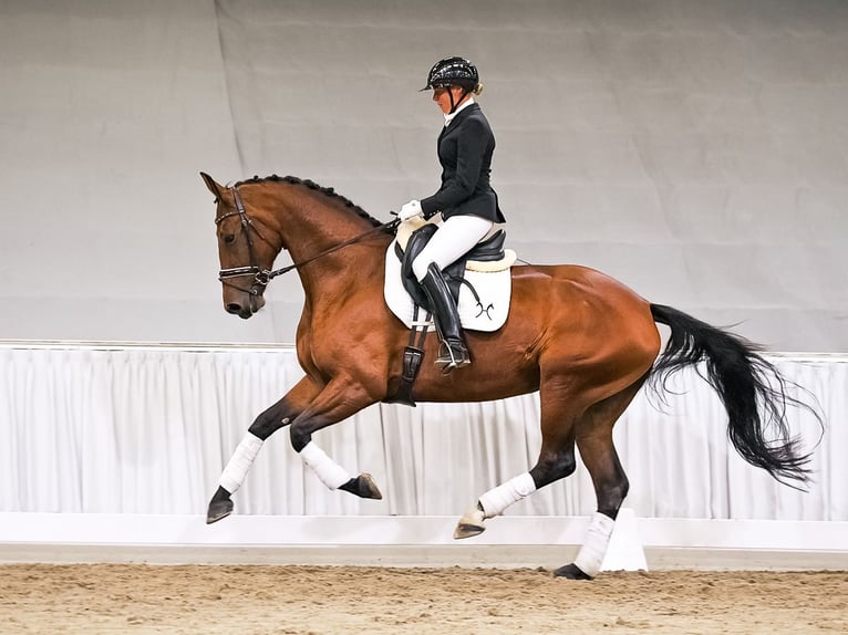 Koń hanowerski Klacz 4 lat 170 cm Ciemnogniada in Verden