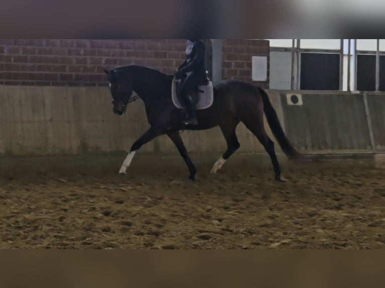 Koń hanowerski Klacz 4 lat 170 cm Ciemnogniada in Wachtendonk