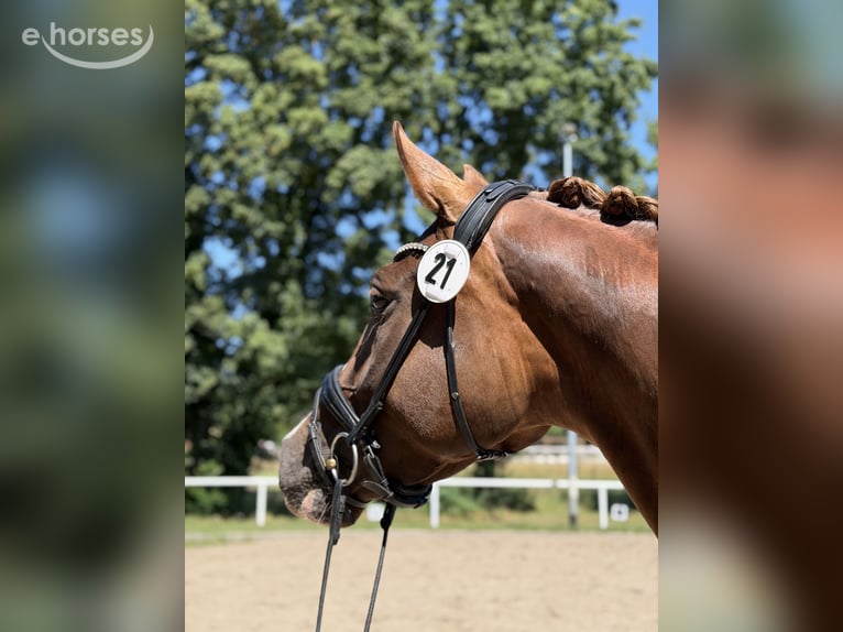 Koń hanowerski Klacz 4 lat 170 cm Ciemnokasztanowata in Burgwedel