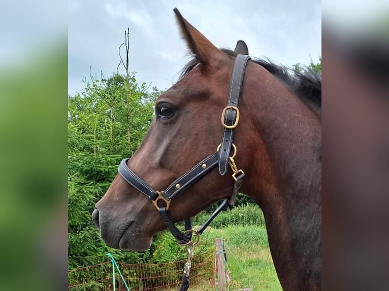 Koń hanowerski Klacz 4 lat 170 cm Gniada in Großheide