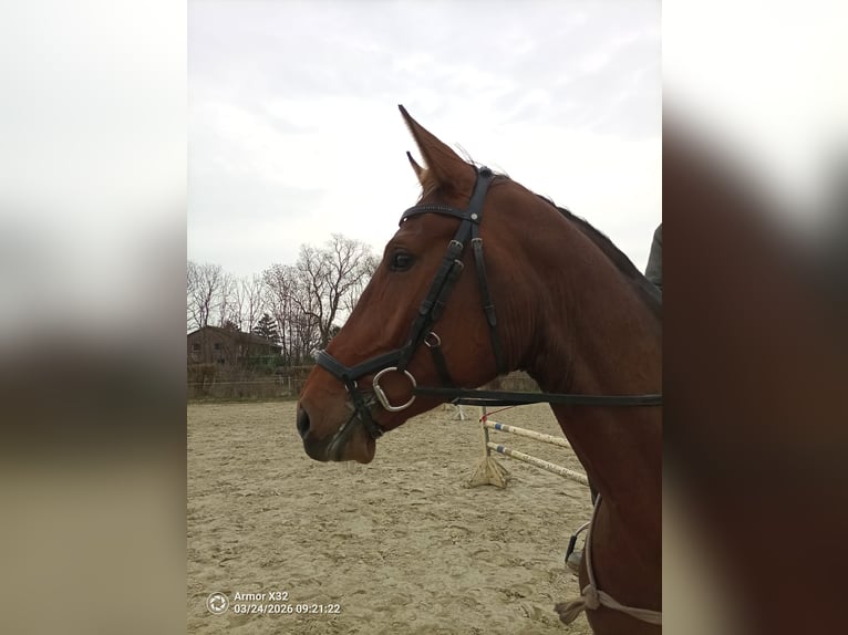 Koń hanowerski Klacz 4 lat 170 cm Gniada in Gorleben