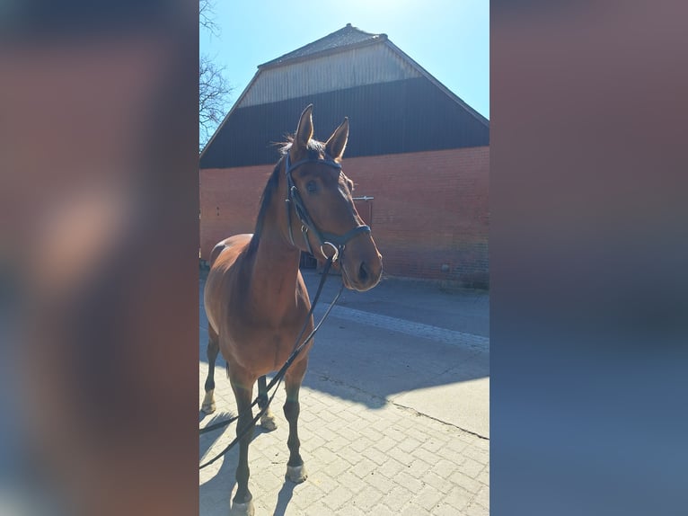 Koń hanowerski Klacz 4 lat 170 cm Gniada in Gorleben