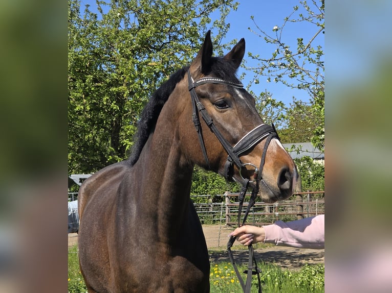 Koń hanowerski Klacz 4 lat 170 cm Gniada in Wachtendonk