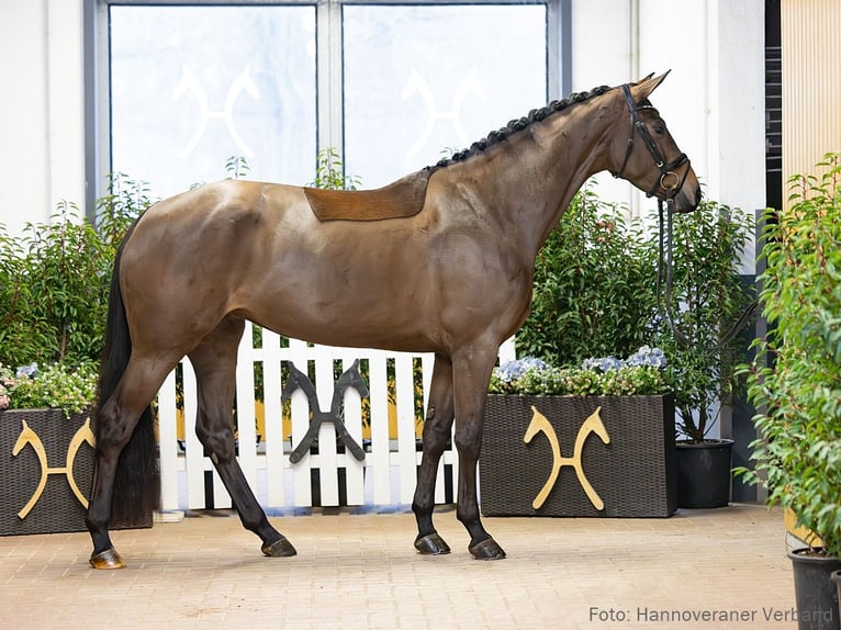 Koń hanowerski Klacz 4 lat 170 cm Gniada in Verden