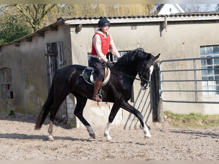 Koń hanowerski Klacz 4 lat 170 cm Kara in Osterholz-Scharmbeck