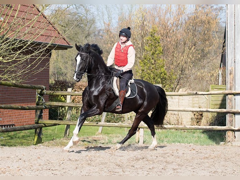 Koń hanowerski Klacz 4 lat 170 cm Kara in Osterholz-Scharmbeck