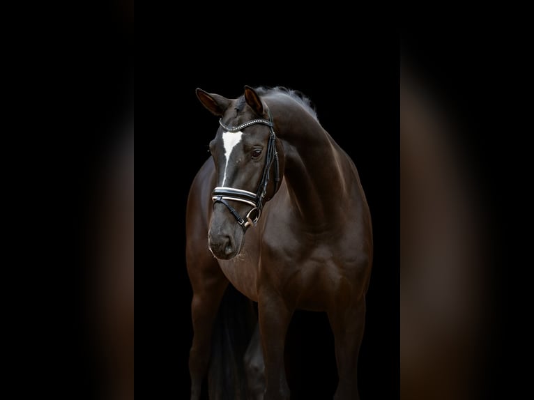 Koń hanowerski Klacz 4 lat 170 cm Kara in Neuenkirchen