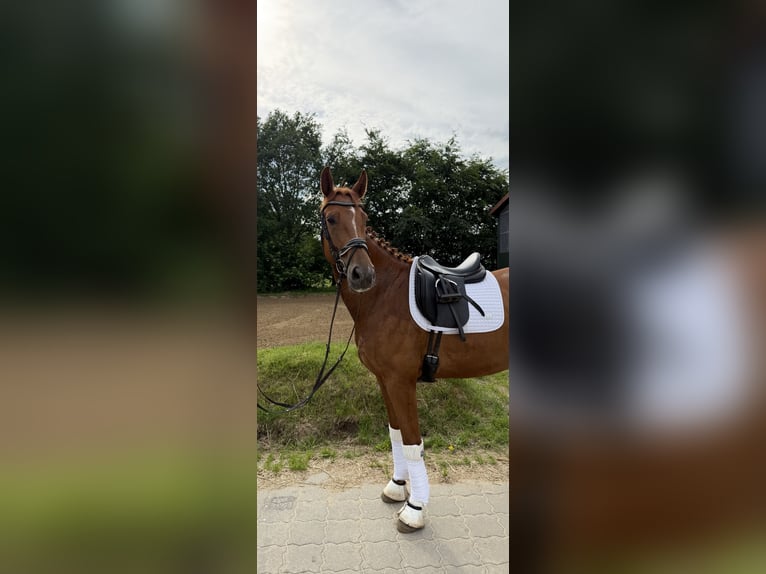 Koń hanowerski Klacz 4 lat 170 cm Kasztanowata in Hammah