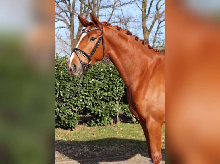 Koń hanowerski Klacz 4 lat 170 cm Kasztanowata in Selsingen