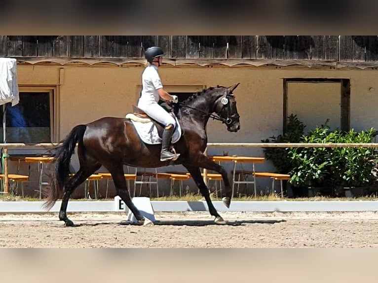 Koń hanowerski Klacz 4 lat 170 cm Skarogniada in Wadern