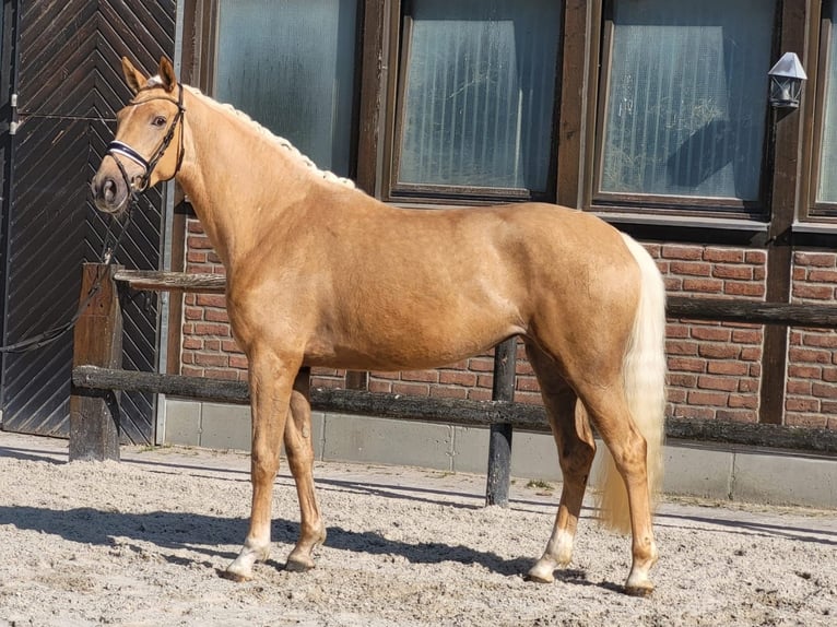 Koń hanowerski Klacz 4 lat 171 cm Izabelowata in Heidesheim am Rhein