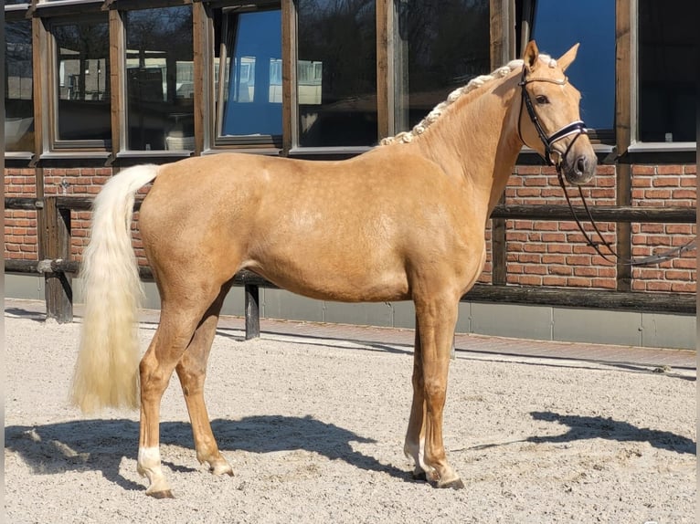 Koń hanowerski Klacz 4 lat 171 cm Izabelowata in Heidesheim am Rhein