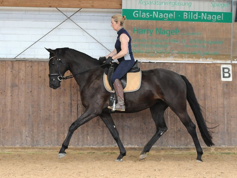 Koń hanowerski Klacz 4 lat 171 cm Kara in Isernhagen