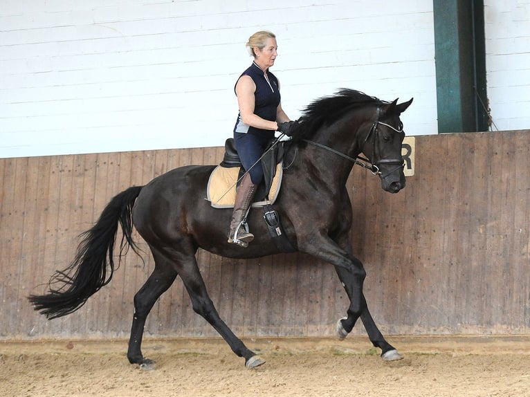 Koń hanowerski Klacz 4 lat 171 cm Kara in Isernhagen