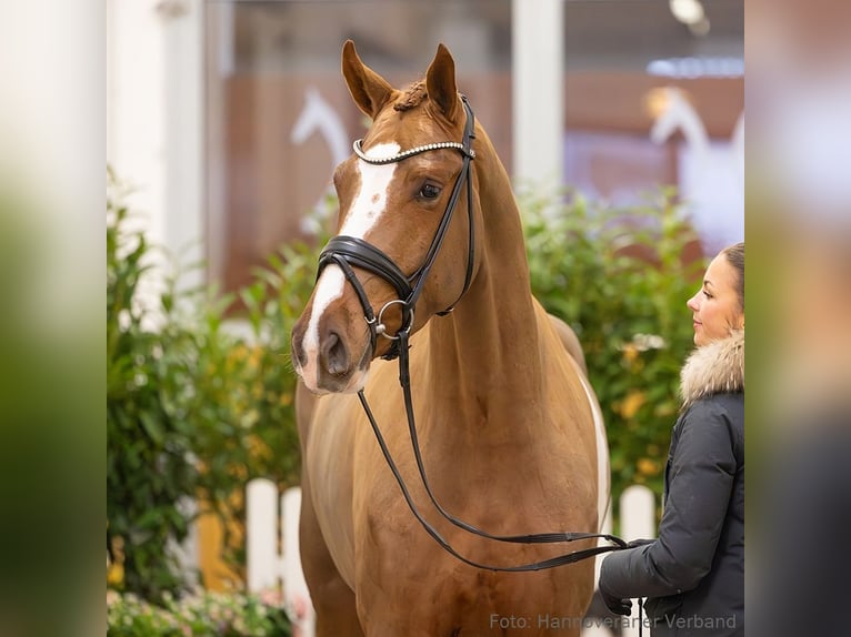 Koń hanowerski Klacz 4 lat 171 cm Kasztanowata in Verden