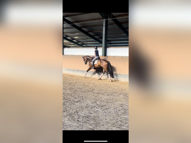 Koń hanowerski Klacz 4 lat 172 cm Ciemnogniada in Bramstedt