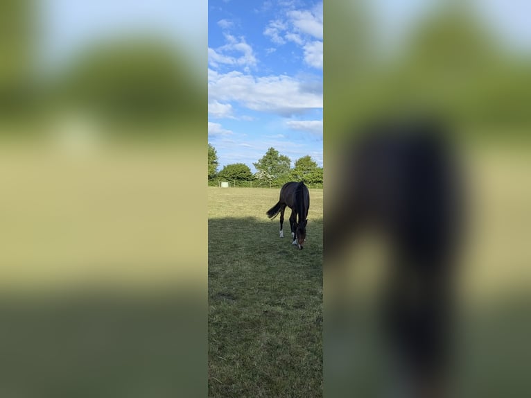 Koń hanowerski Klacz 4 lat 172 cm Ciemnogniada in Bramstedt