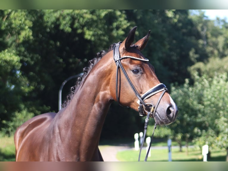Koń hanowerski Klacz 4 lat 172 cm Ciemnogniada in Bramstedt