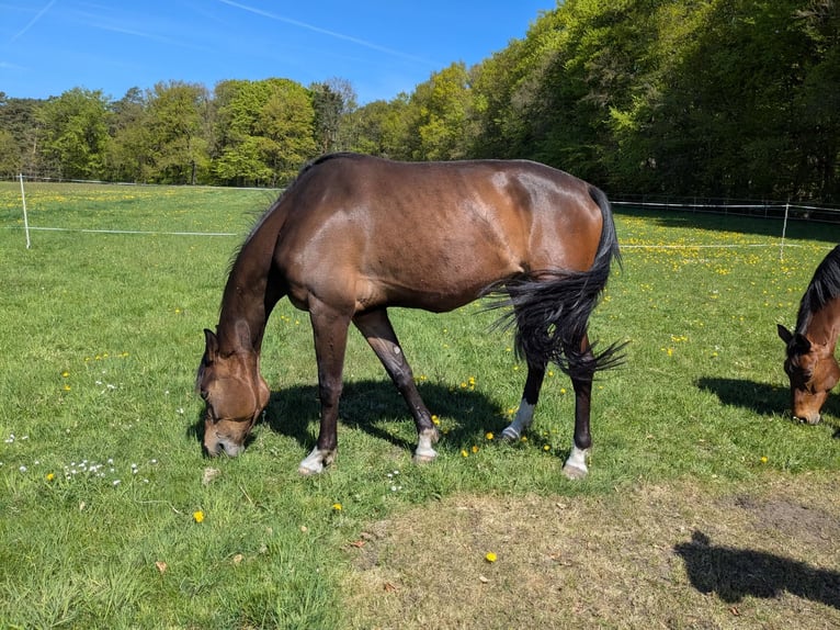 Koń hanowerski Klacz 4 lat 172 cm Ciemnogniada in Bramstedt