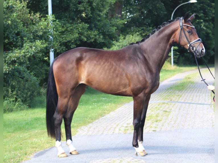 Koń hanowerski Klacz 4 lat 172 cm Ciemnogniada in Bramstedt