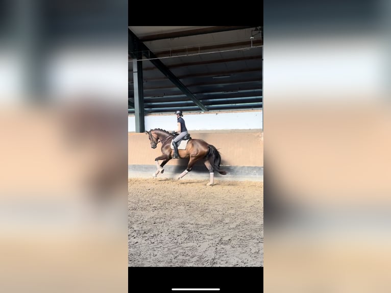 Koń hanowerski Klacz 4 lat 172 cm Ciemnogniada in Bramstedt
