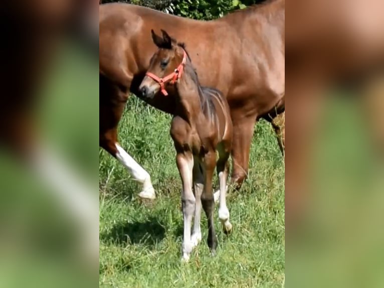 Koń hanowerski Klacz 4 lat 172 cm Ciemnogniada in Fredenbeck