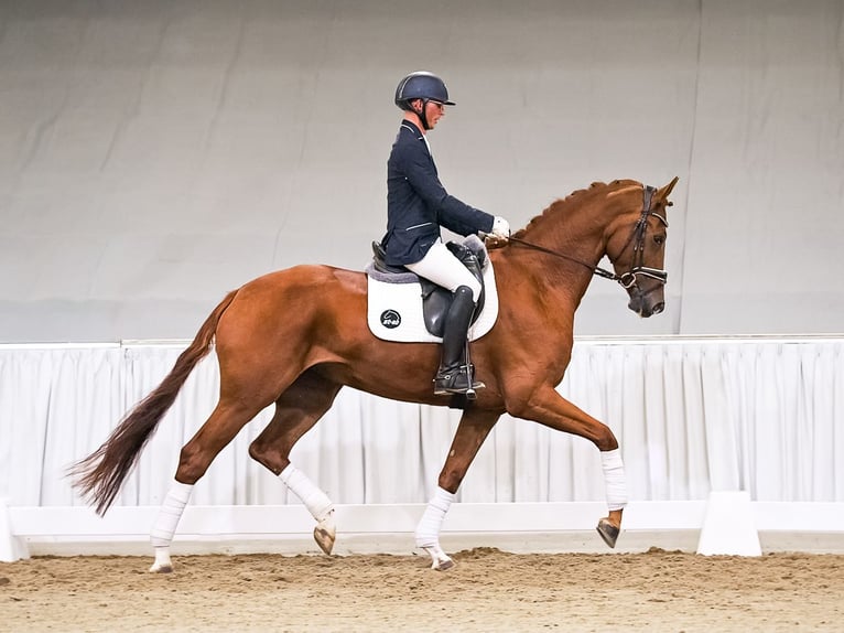 Koń hanowerski Klacz 4 lat 172 cm Ciemnokasztanowata in Verden