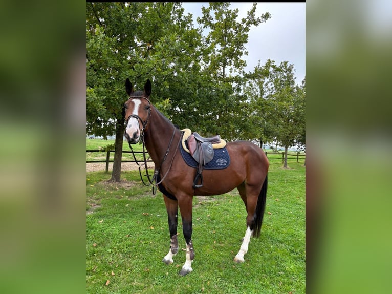 Koń hanowerski Klacz 4 lat 172 cm Gniada in Uedem