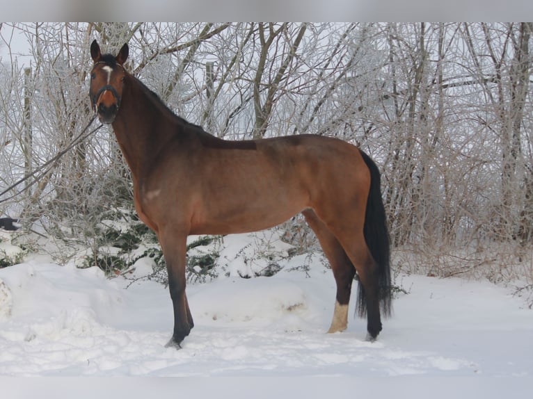 Koń hanowerski Klacz 4 lat 172 cm Gniada in Hepstedt