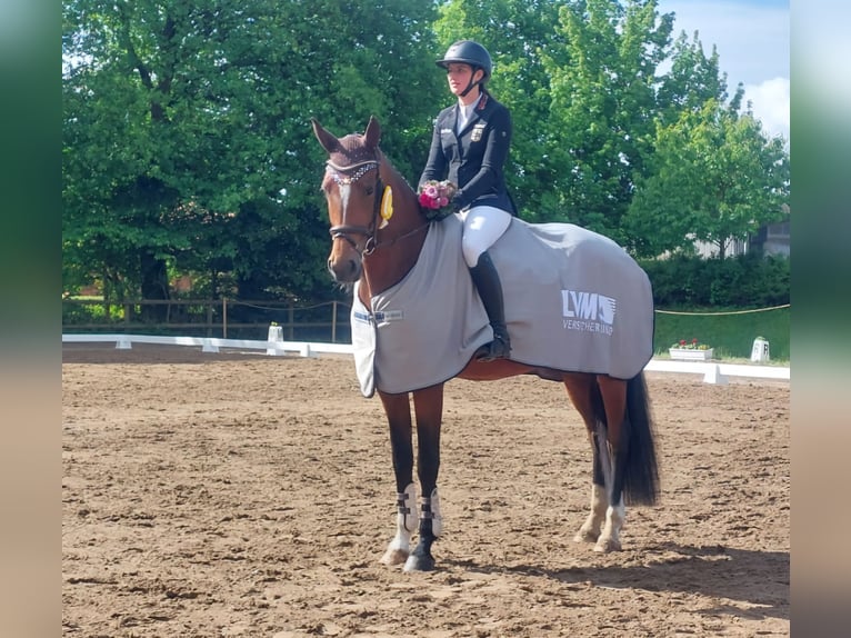 Koń hanowerski Klacz 4 lat 172 cm Gniada in Neum&#xFC;nster