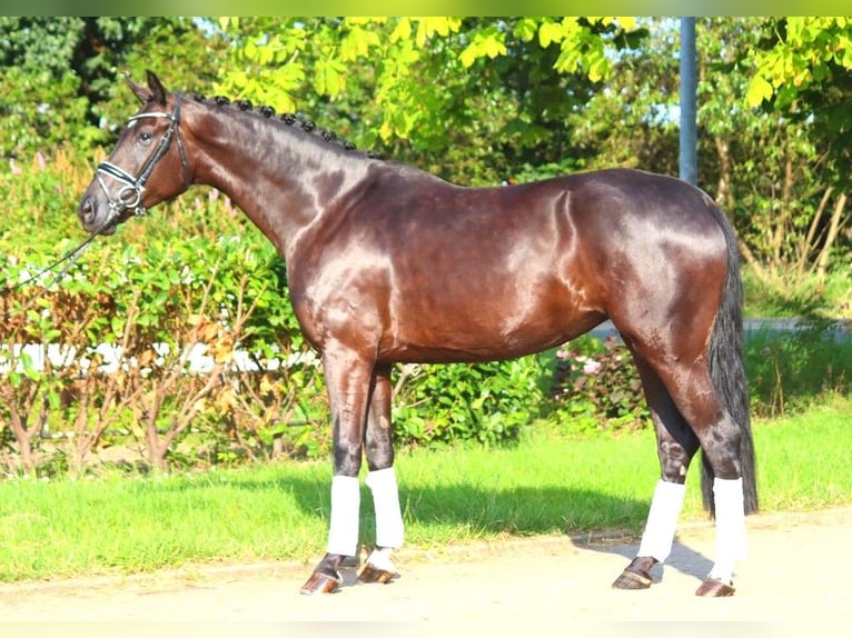 Koń hanowerski Klacz 4 lat 172 cm Kara in Selsingen