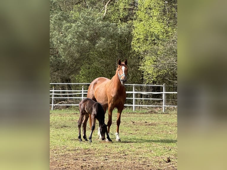 Koń hanowerski Klacz 4 lat 172 cm Kasztanowata in Burd&#x105;g