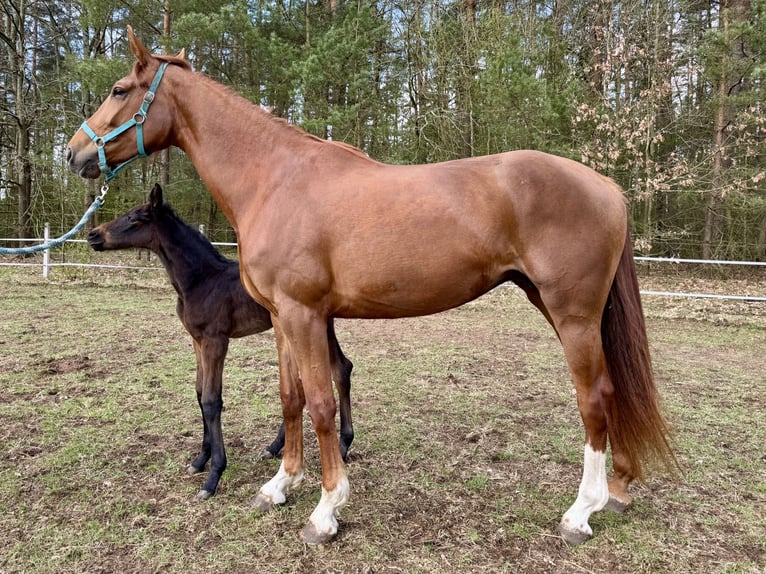 Koń hanowerski Klacz 4 lat 172 cm Kasztanowata in Burd&#x105;g