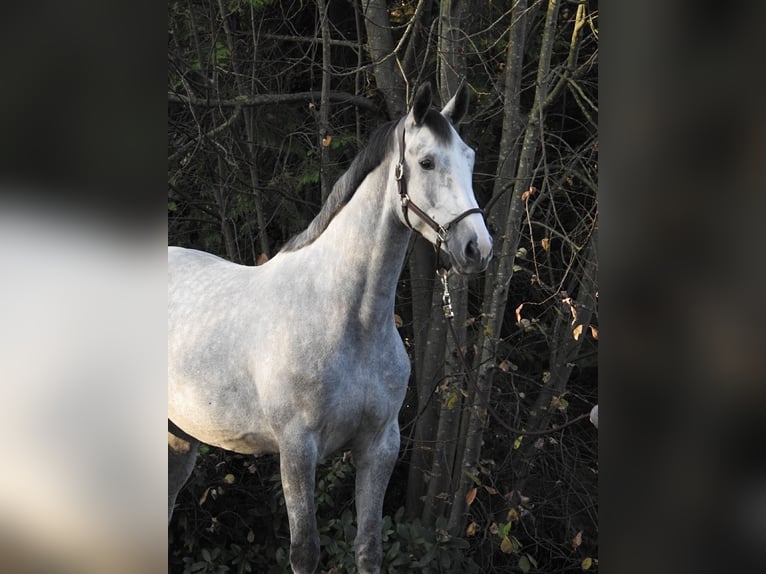 Koń hanowerski Klacz 4 lat 172 cm Siwa in Verl