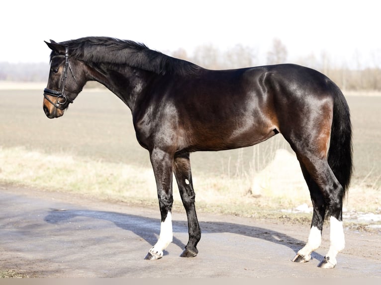 Koń hanowerski Klacz 4 lat 172 cm Skarogniada in Braunschweig