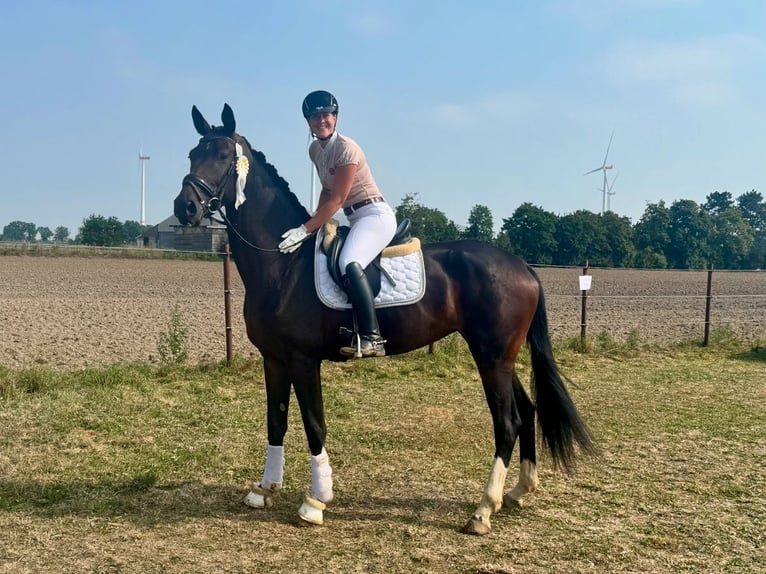 Koń hanowerski Klacz 4 lat 172 cm Skarogniada in Braunschweig