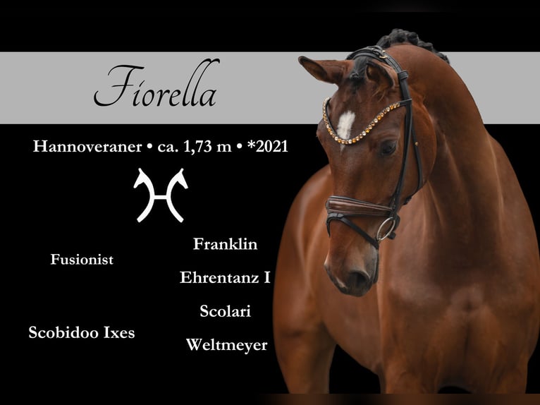 Koń hanowerski Klacz 4 lat 173 cm Gniada in Wehringen