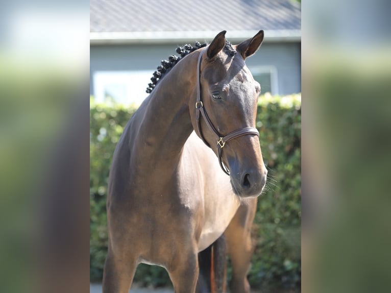 Koń hanowerski Klacz 4 lat 173 cm Gniada in Zieuwent